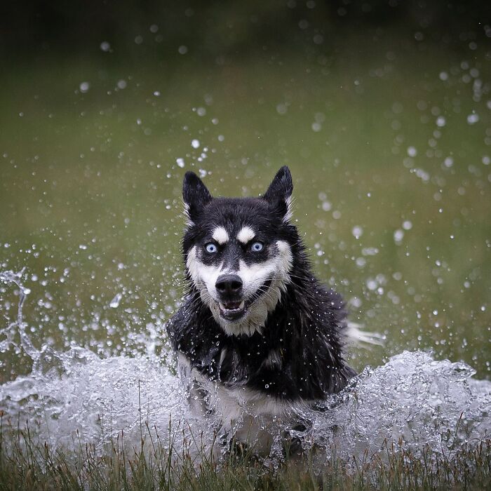 Siberian Husky splashing joyfully through water, showcasing an adorable face of joy and excitement.