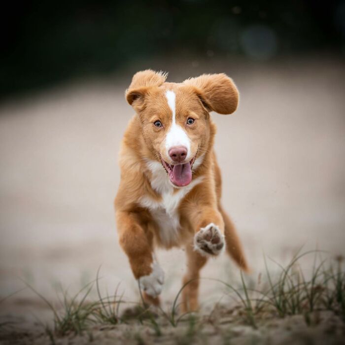 Joyful dog running on sandy terrain with ears flapping, capturing adorable happiness in motion.