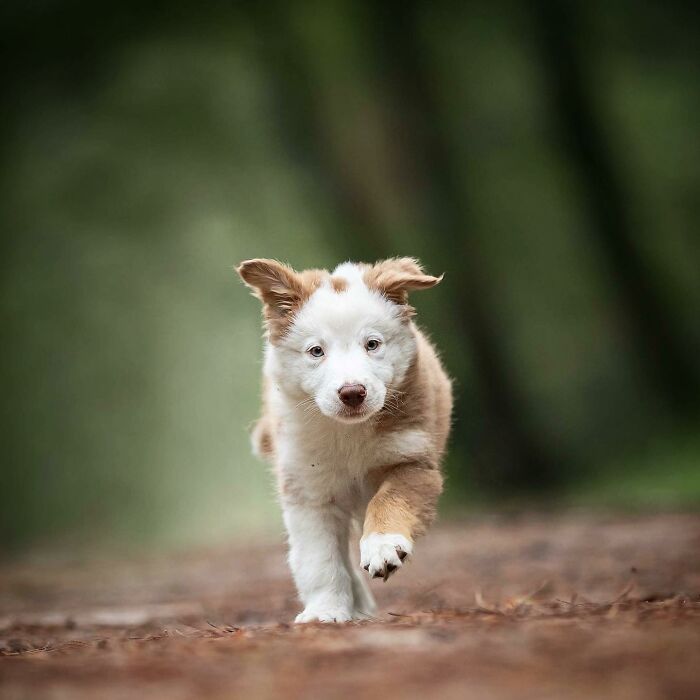 Adorable running dog on a forest path, capturing joyful expression.