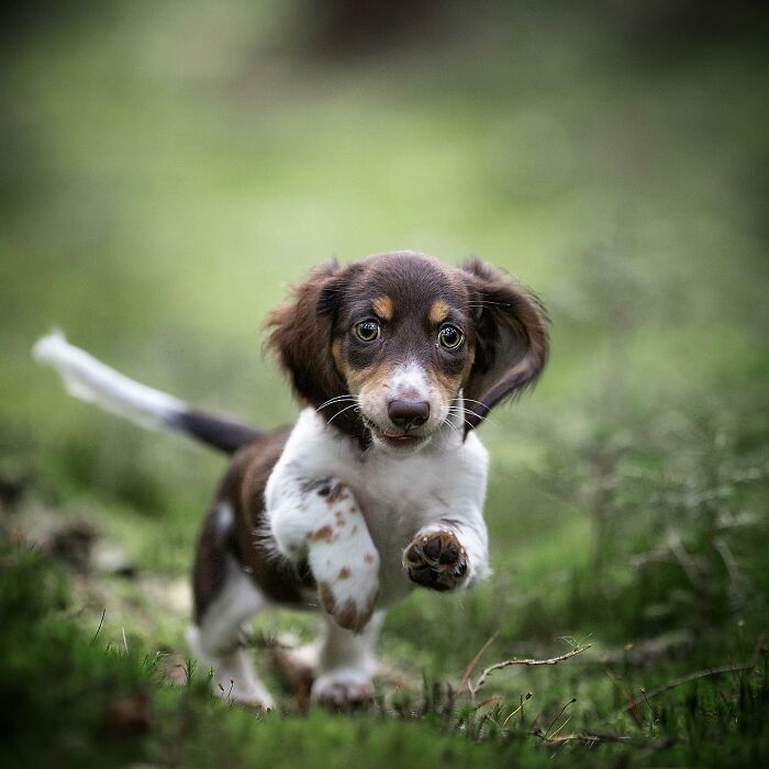 Running dog with floppy ears joyfully leaping through a grassy field.
