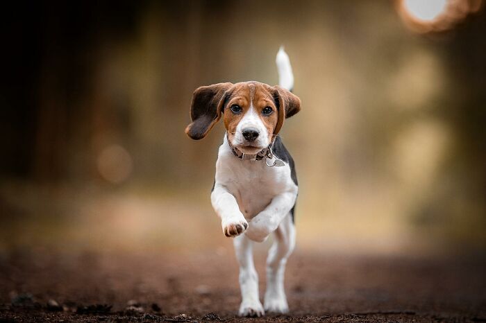 Playful dog running with joy on a dirt path, floppy ears flying back, capturing a moment of adorable happiness.