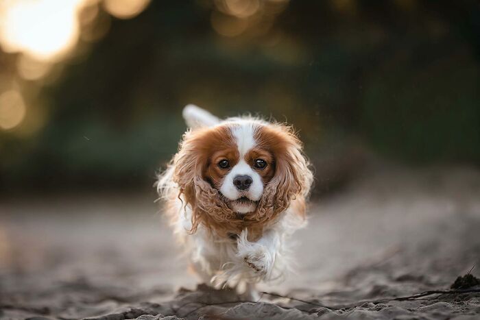A joyful dog running on a sandy path, ears flapping and eyes full of excitement.