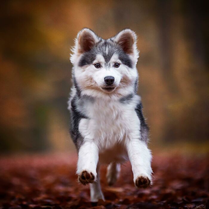 Playful dog running with joy on a forest path.