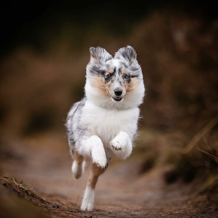 A joyful dog running on a trail with ears perked up, capturing the essence of dog joy.