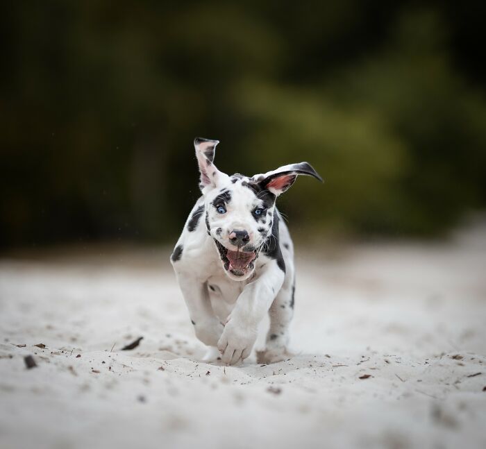 Adorable dog running joyfully on sand with ears flapping and a playful expression.