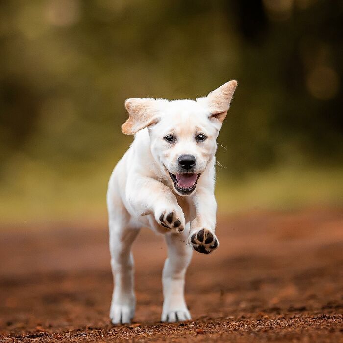 A joyful dog running playfully on a dirt path, ears flopping.