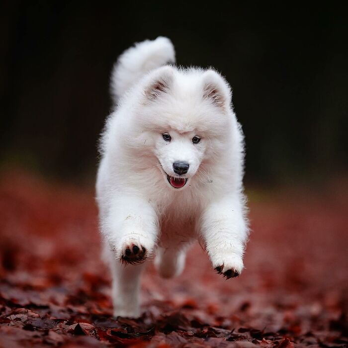 Fluffy white dog joyfully running through fallen leaves.