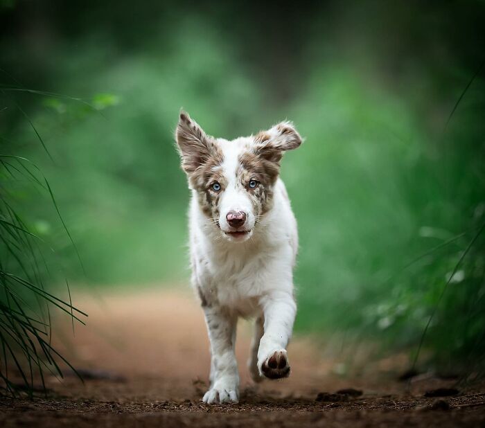 Joyful dog running down a forest path, showcasing adorable joy.