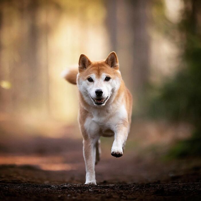 Dog running joyfully on a forest path, showcasing adorable facial expression.