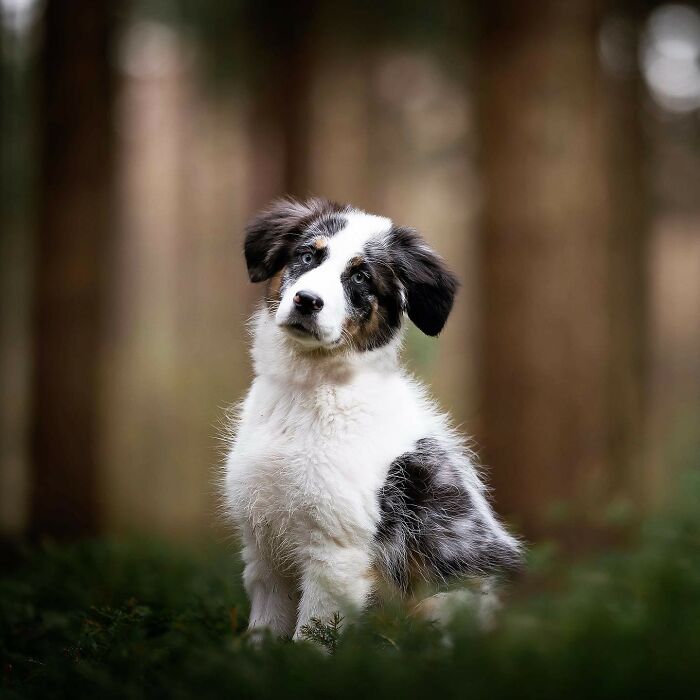 My Most Favorite Pics Since I Started Dog Photography ( 35 Pics )