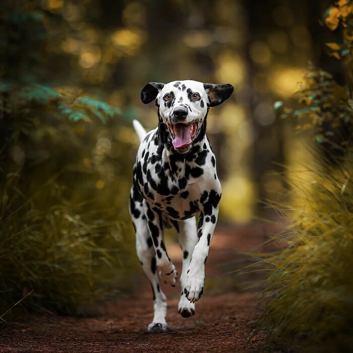 A Dalmatian dog running joyfully through a forest path, showcasing adorable joy.