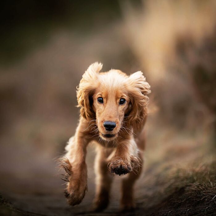 Golden retriever puppy running joyfully on a path, showcasing adorable face of joy in motion.