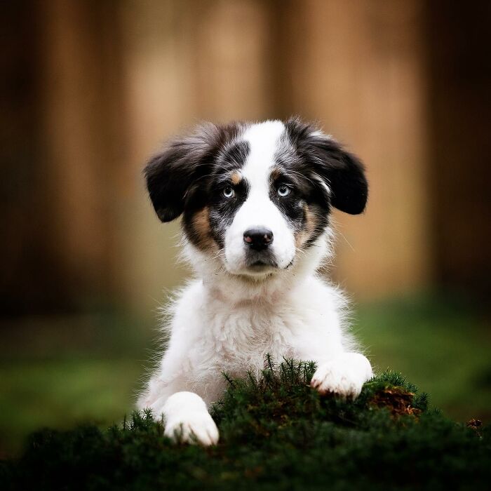 My Most Favorite Pics Since I Started Dog Photography ( 35 Pics )