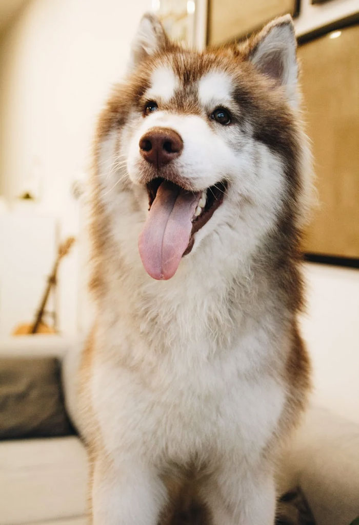 Woman Kicks Out Her Pregnant Sister From Apartment Because She Threw Out Her Husky, Faces Backlash From Family Woman Kicks Out Her Pregnant Sister From Apartment Because She Threw Out Her Husky, Faces Backlash From Family