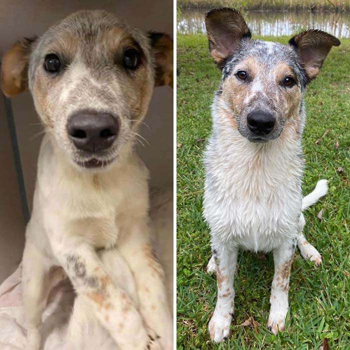 I Adopted Ruckus Almost Three Months Ago - He’s Grown Into Such A Handsome And Confident Pup