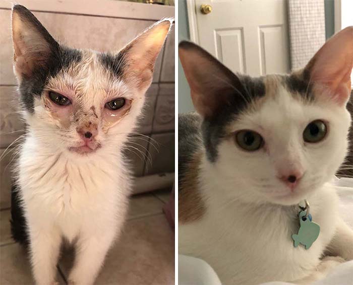 Nuestra Nugget parecía tan triste cuando la rescatamos, pero nuestra dulce niña ya está mejor