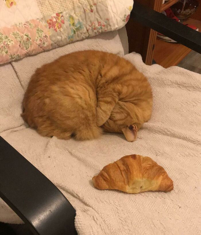 Ya no tengo un gato, sólo dos croissants