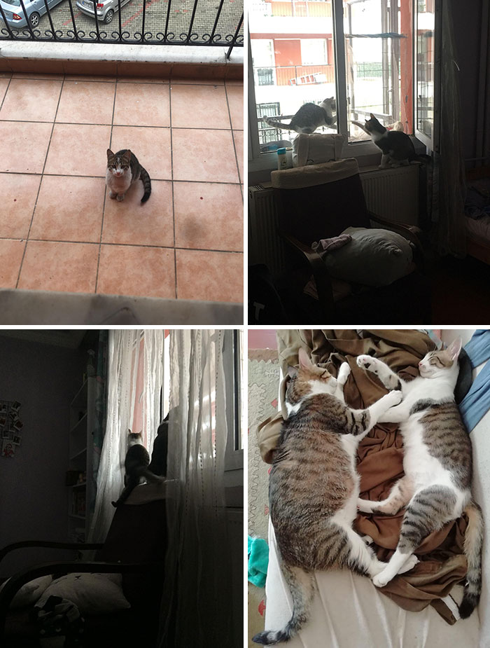 Here Is My Cat’s Relationship With His Stray Bestie In 5 Stages