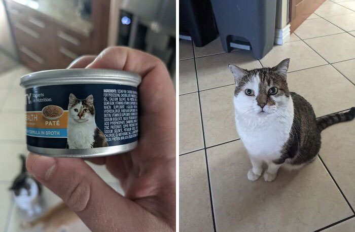 Compré estas latas el otro día y justo ahora veo el gato en la etiqueta
