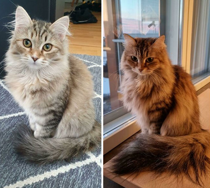 A Kiara le sigue gustando sentarse como una auténtica señorita, pero ahora su cola ha crecido un poco más