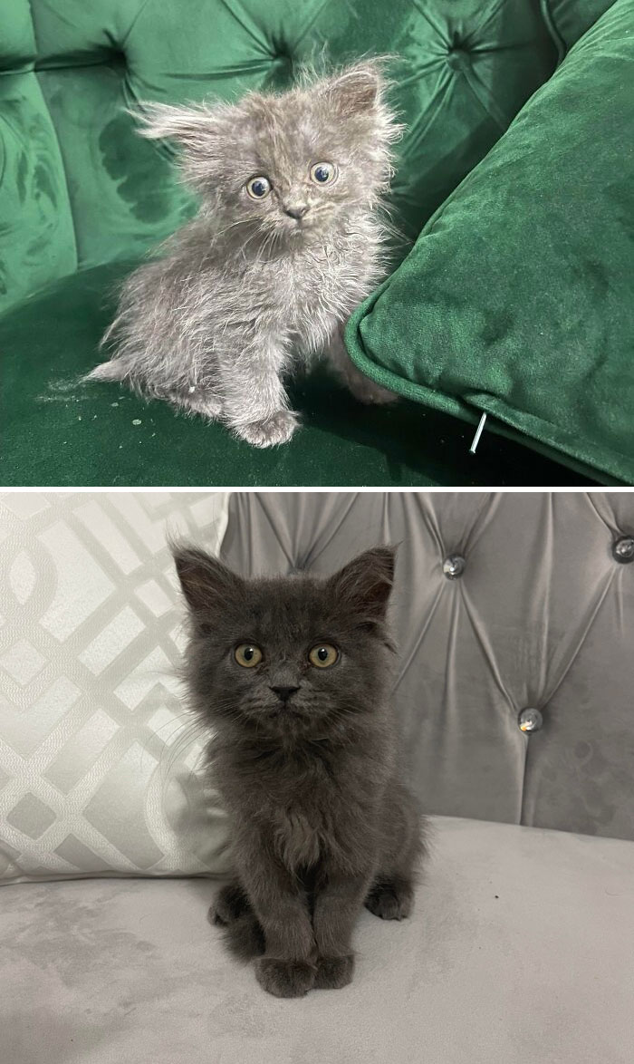 El primer día que adopté a este gatito abandonado vs. 48 días después
