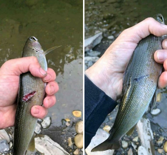 The Person Caught The Same Fish A Month And A Half Later