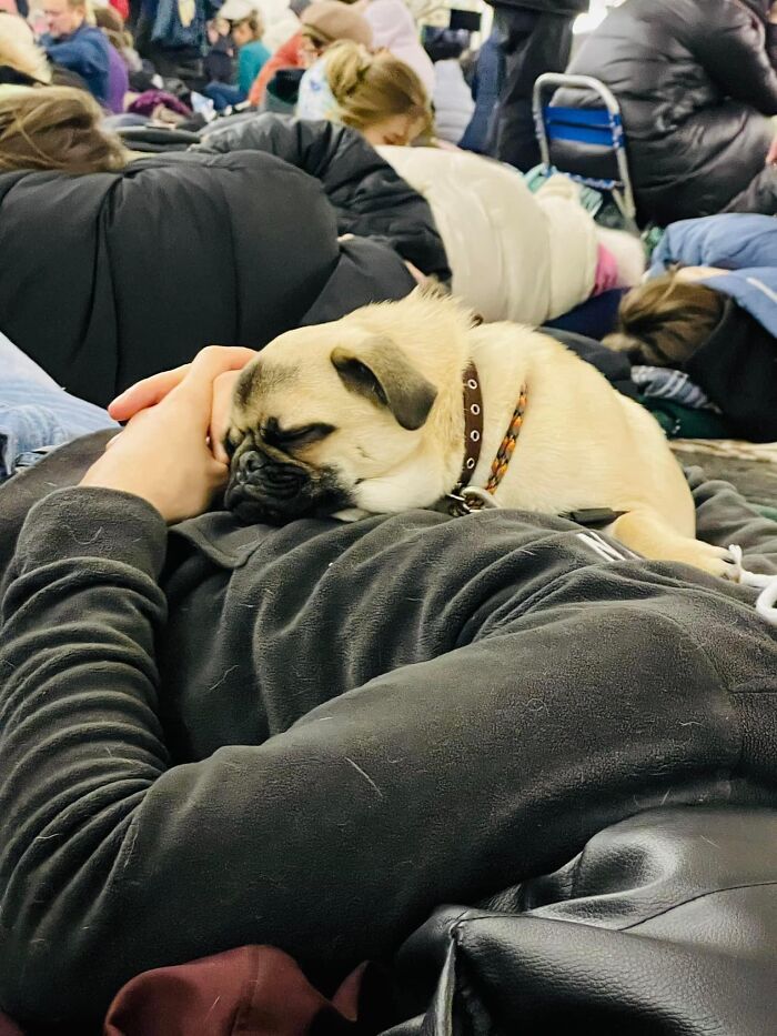 Ukraine-Invasion-Pets