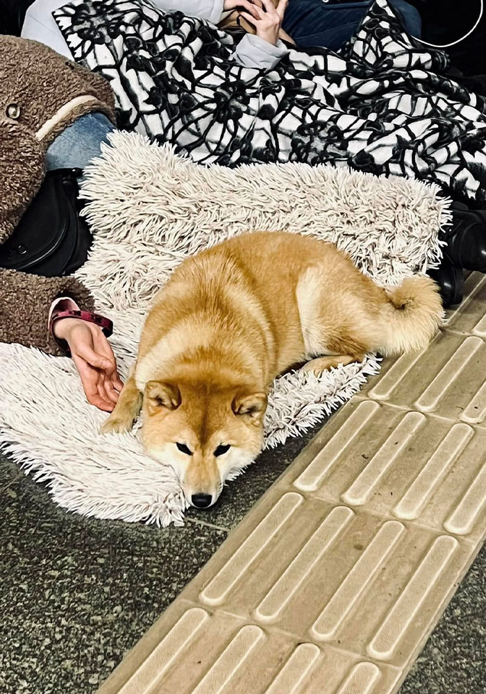 Ukraine-Invasion-Pets