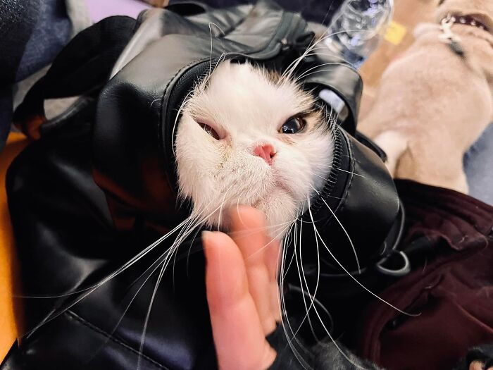 Ukraine-Invasion-Pets