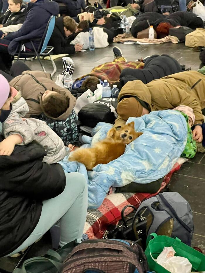 Ukraine-Invasion-Pets