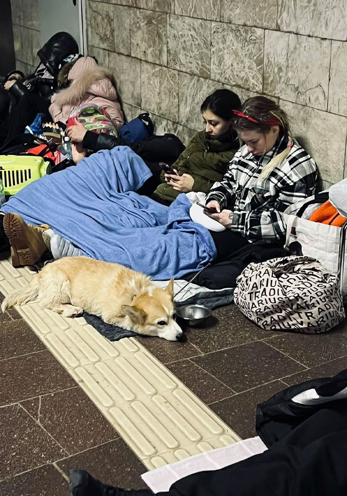 Ukraine-Invasion-Pets