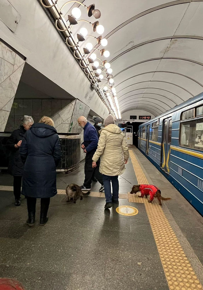 Ukraine-Invasion-Pets
