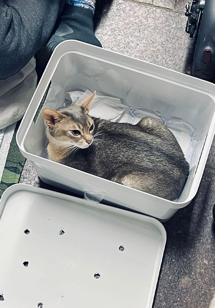 Ukraine-Invasion-Pets