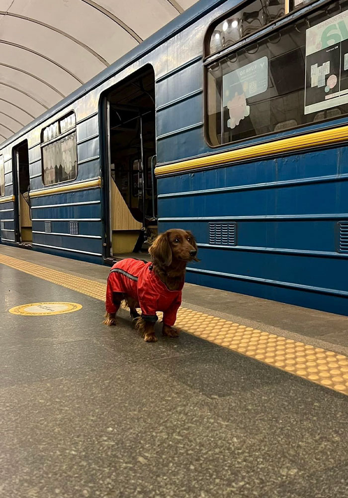 Ukraine-Invasion-Pets