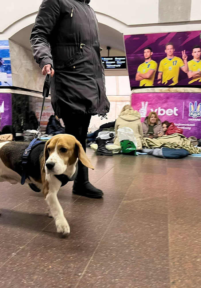 Ukraine-Invasion-Pets