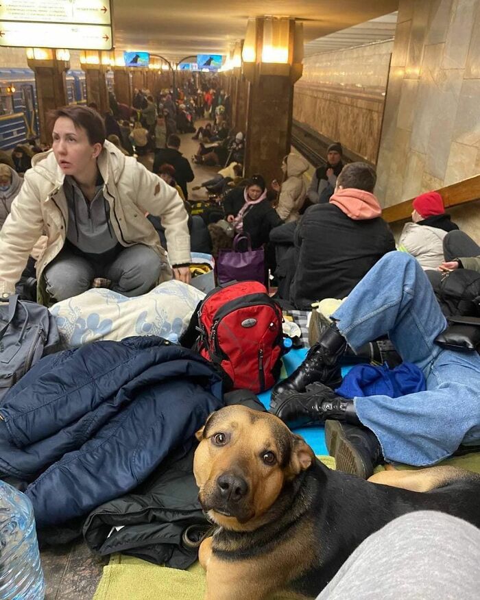 Ukraine-Invasion-Pets