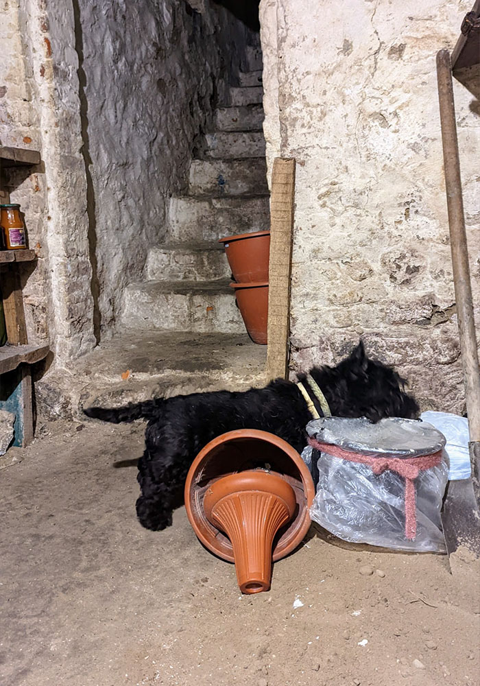 Ukraine-Invasion-Pets