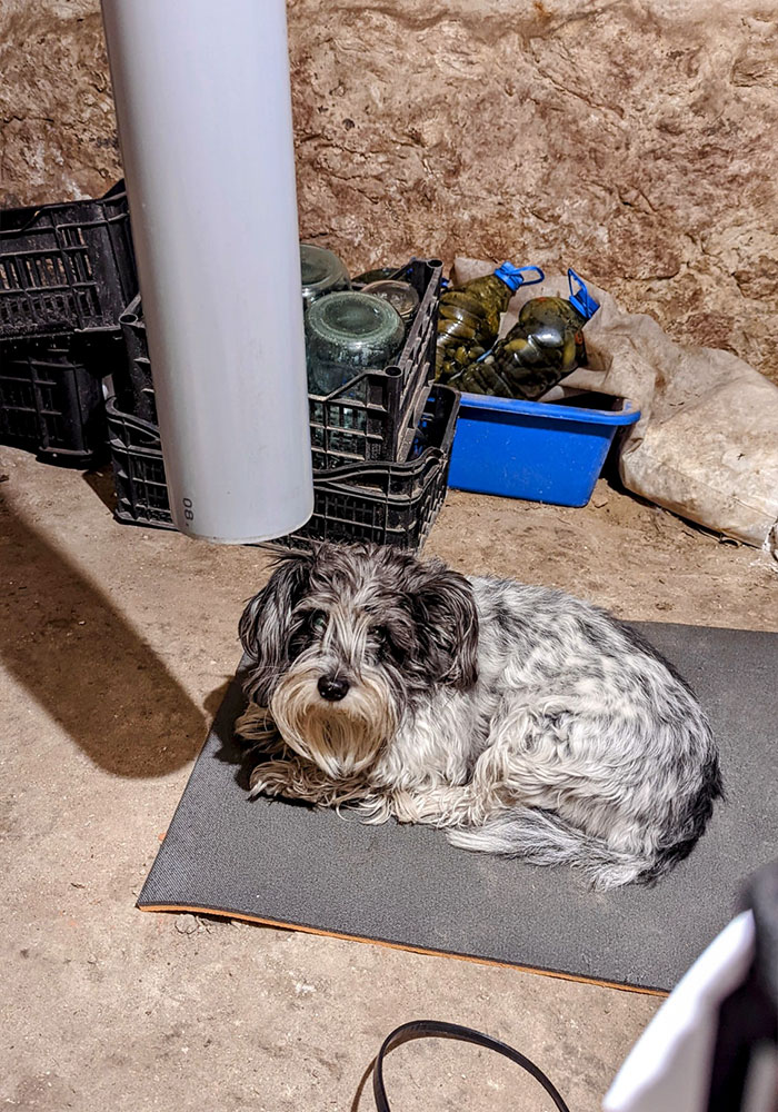 Ukraine-Invasion-Pets