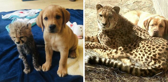 A Cheetah And His Companion Dog Have Grown Up Together