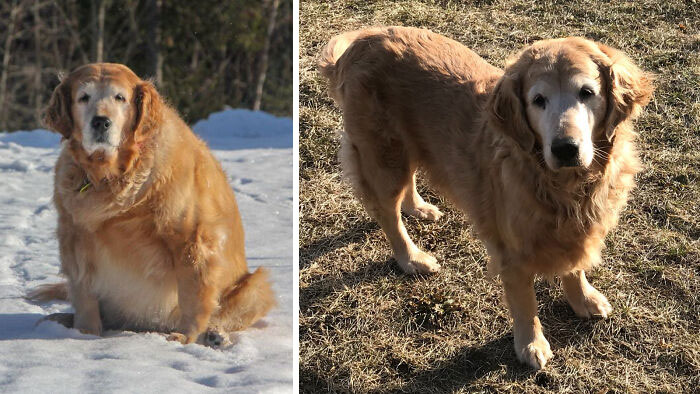 Two Years And Tons Of Walks Later, Shiloh Has Reached Her Target Weight