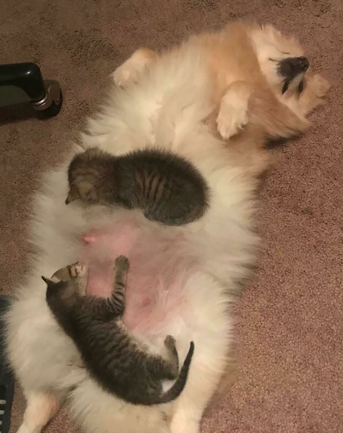 My Dog Adopted 2 Abandoned Kittens She’s About To Give Birth And Is Breastfeeding Them