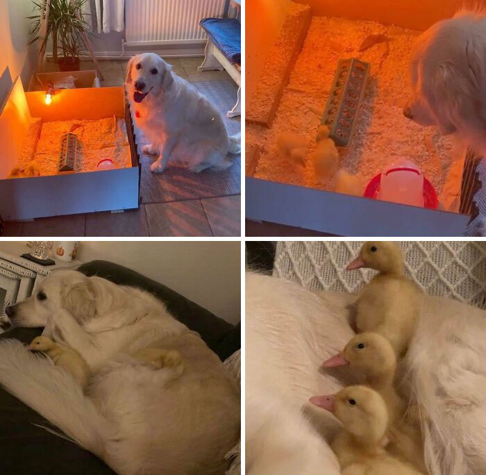 My Friend's Golden Retriever Has Taken Quite A Shine To His Feathered Siblings