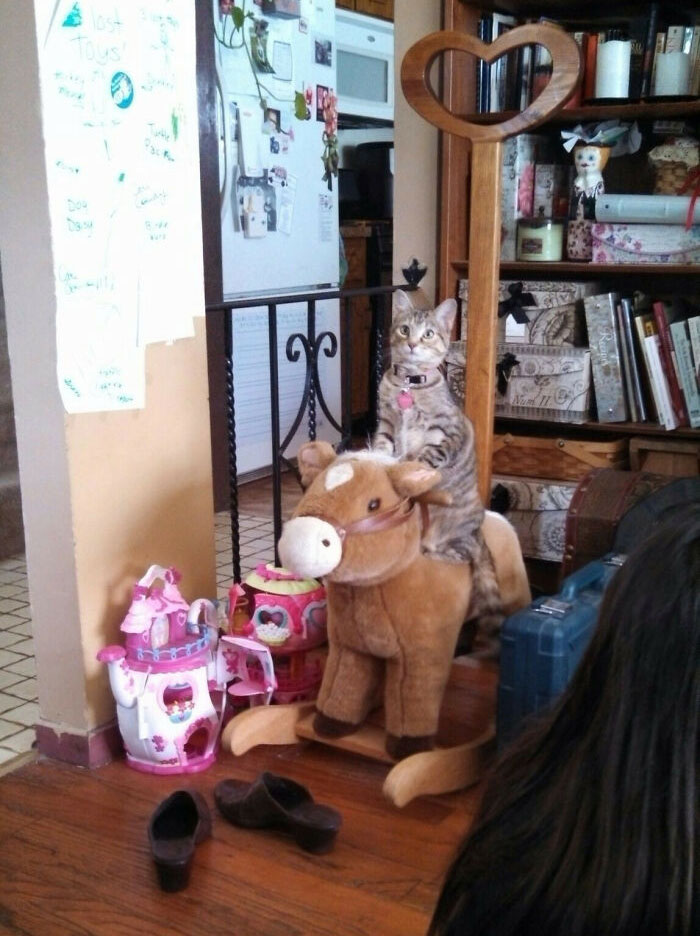 She Saw The Kids Playing On It And Now She Meows Until You Rock Her