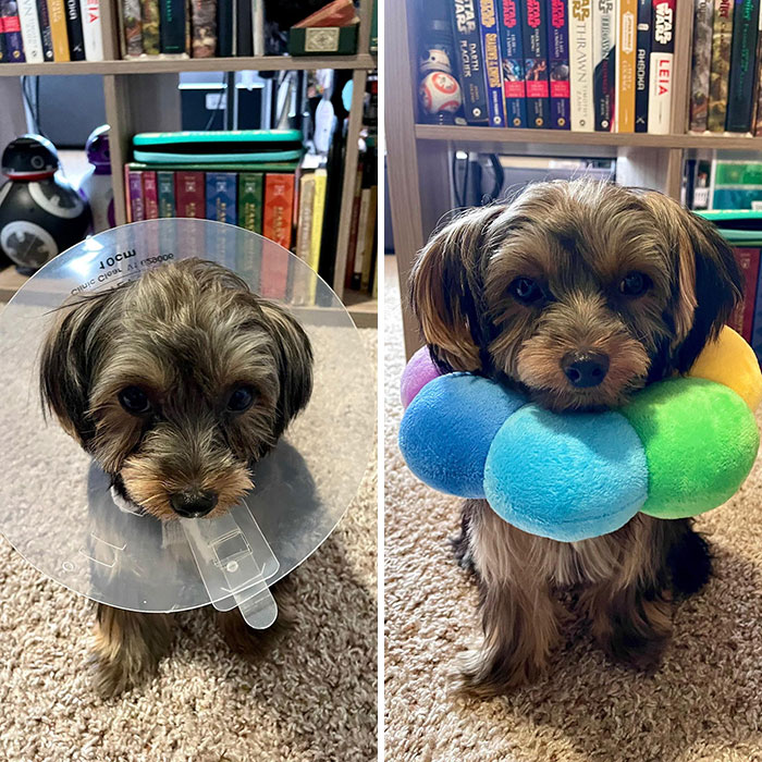 Jellybean Does Not Like The Cone Of Shame. He Tolerates The Flower Of Protection