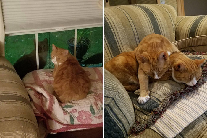 I Rescued A Stray Cat In My Neighborhood. At Night His Brother Would Come To Visit Him. I Really Had No Other Options