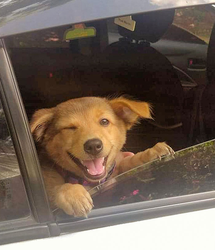 My Parents' Dog Can Wink Better Than Most Of Us