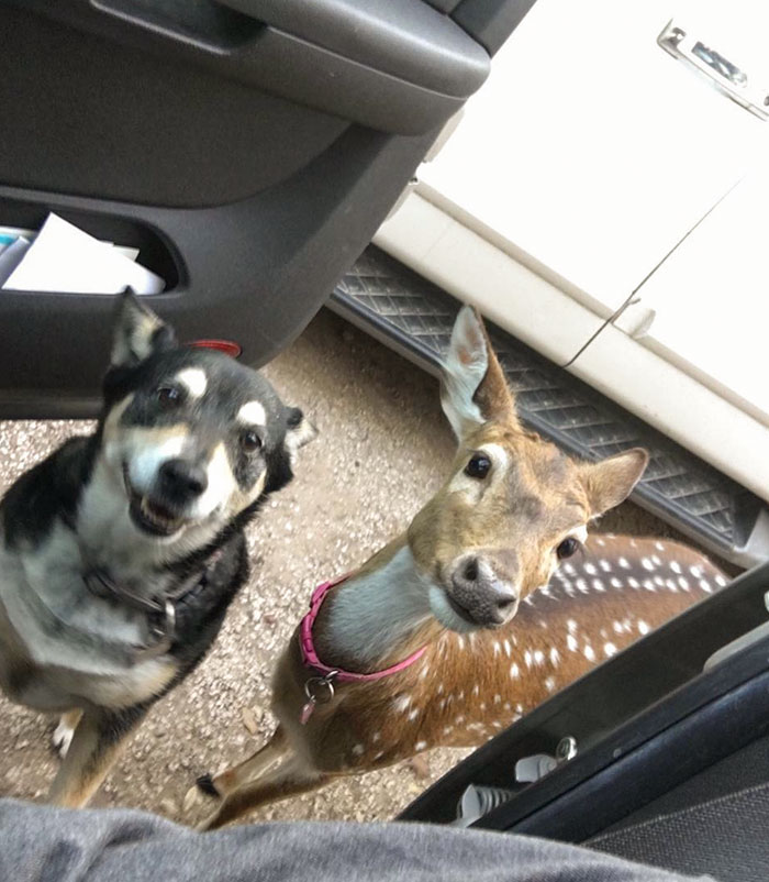 My Past Neighbor Rescued A Fawn And It’s Grown Into The Family