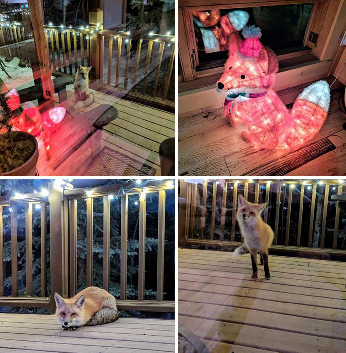 I Think Someone Has A Crush On My Christmas Light Decoration