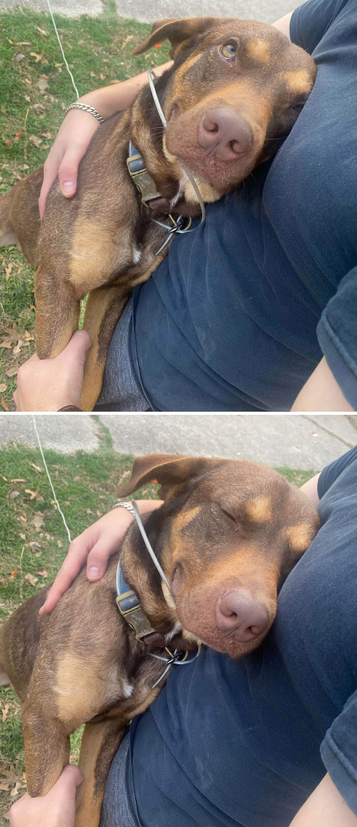 I Haven’t Seen My Dog In A Few Days, This Was His Reaction For 5 Minutes Straight