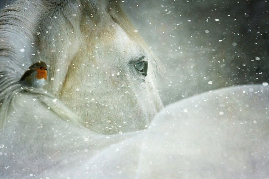 The Horse's Gift The Horse's Gift